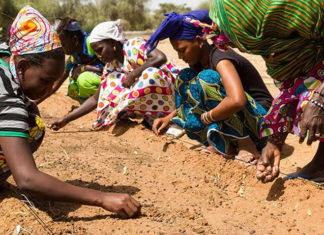 Mujeres senegalesas participan en el proyecto de la Gran Muralla Verde. FOTO: PlayGround