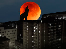 Ladrando a la luna