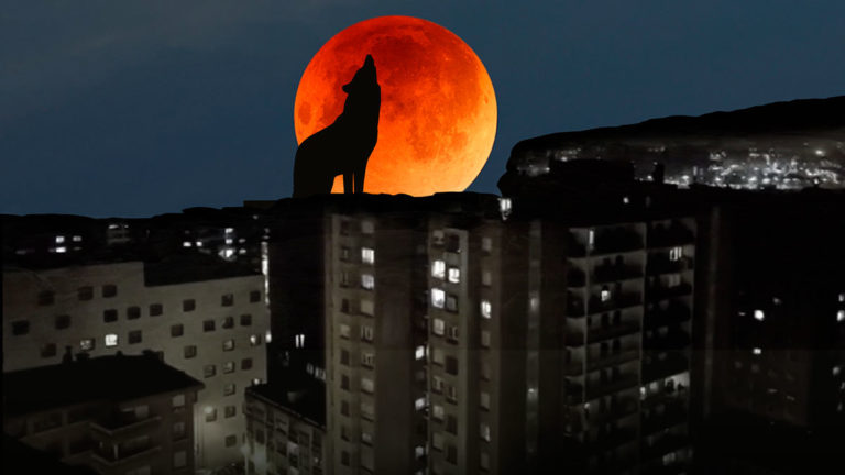 Ladrando a la luna