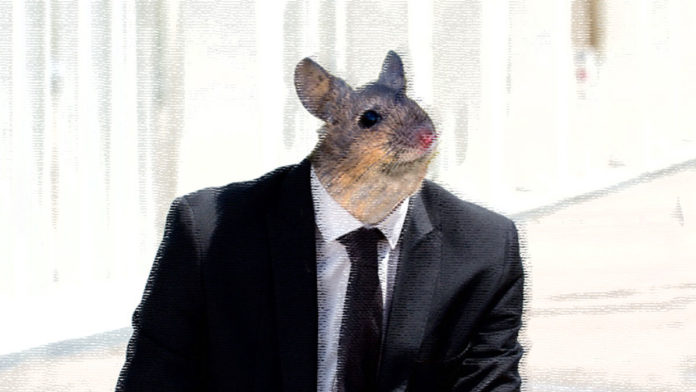 Cabezas de ratón