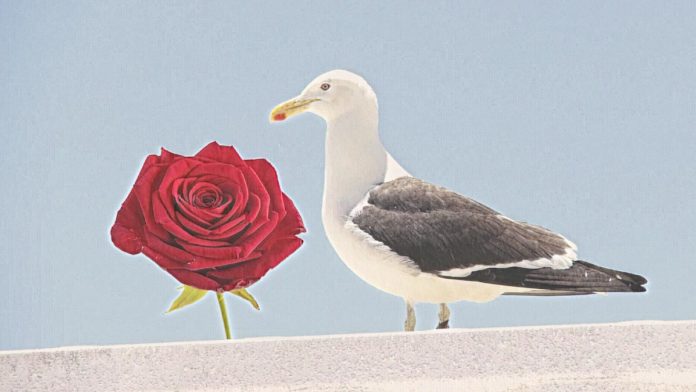 Entre la rosa y la gaviota Entre la rosa y la gaviota