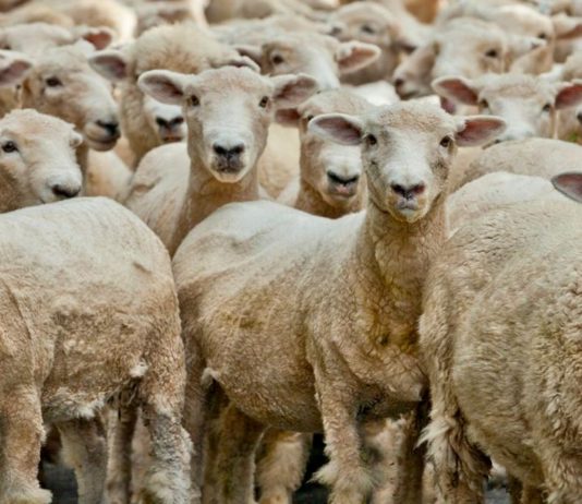 El sentido de lo gregario: el rebaño