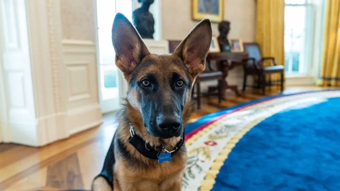 perro-biden