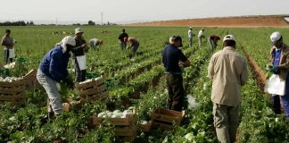 Hipocresía sanchista con la inmigración: ‘venden’ humanitarismo y practican la esclavitud Hipocresía sanchista con la inmigración: ‘venden’ humanitarismo y practican la esclavitud